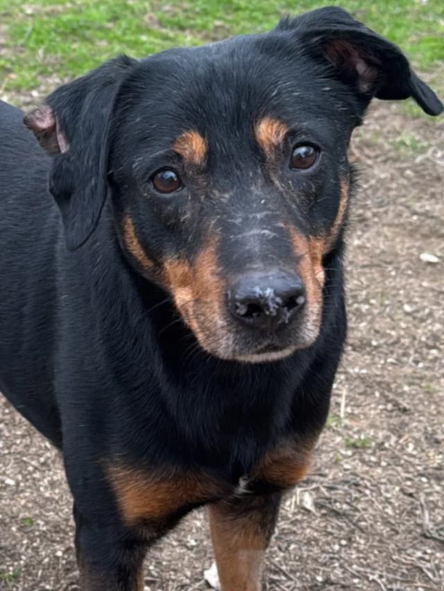 Tiri, male 7yo Mixed Breed for adoption at Con Alma Protectora