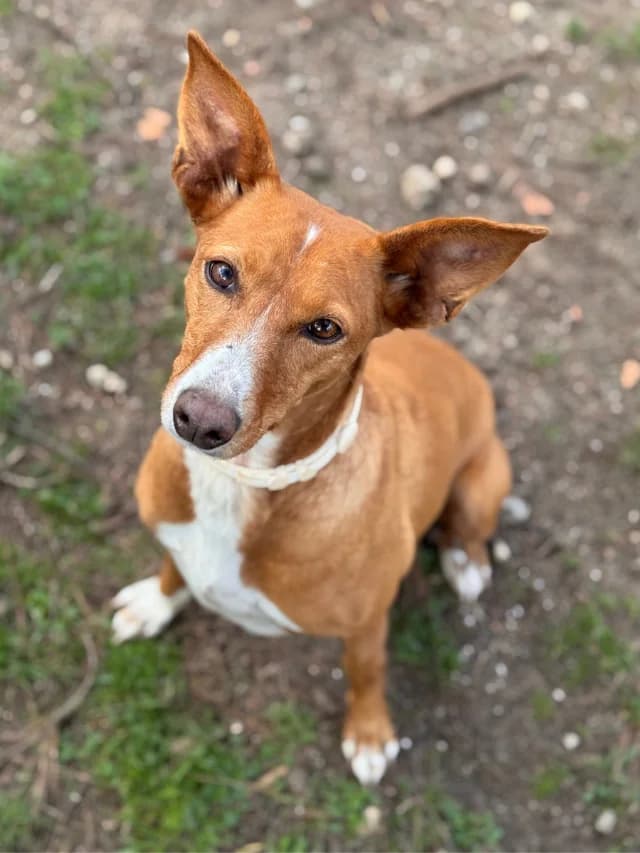 Vera, female Podenco for adoption at Con Alma Protectora
