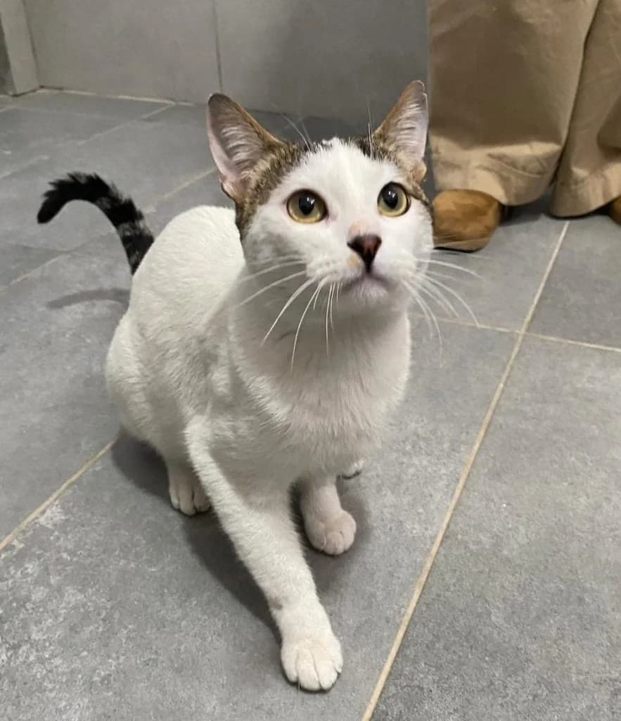 Fungy, male young European Shorthair for adoption at Centro de Protección Animal de Parla