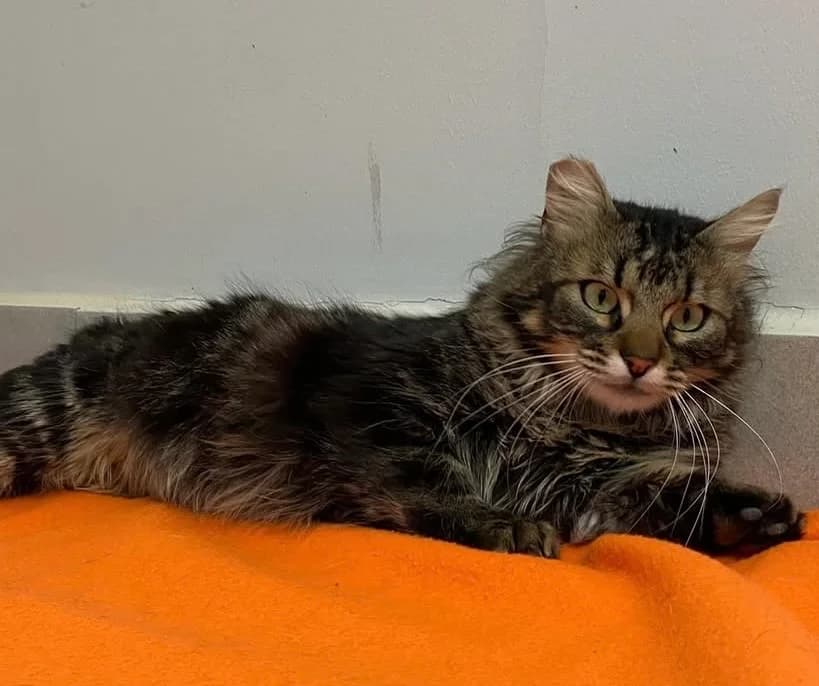 Gerald, male young Maine Coon for adoption at Centro de Protección Animal de Parla
