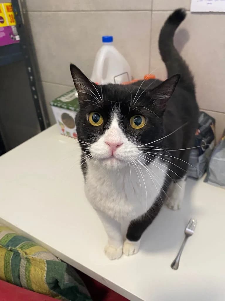 Isidro, male 5yo European Shorthair for adoption at Centro de Protección Animal de Parla