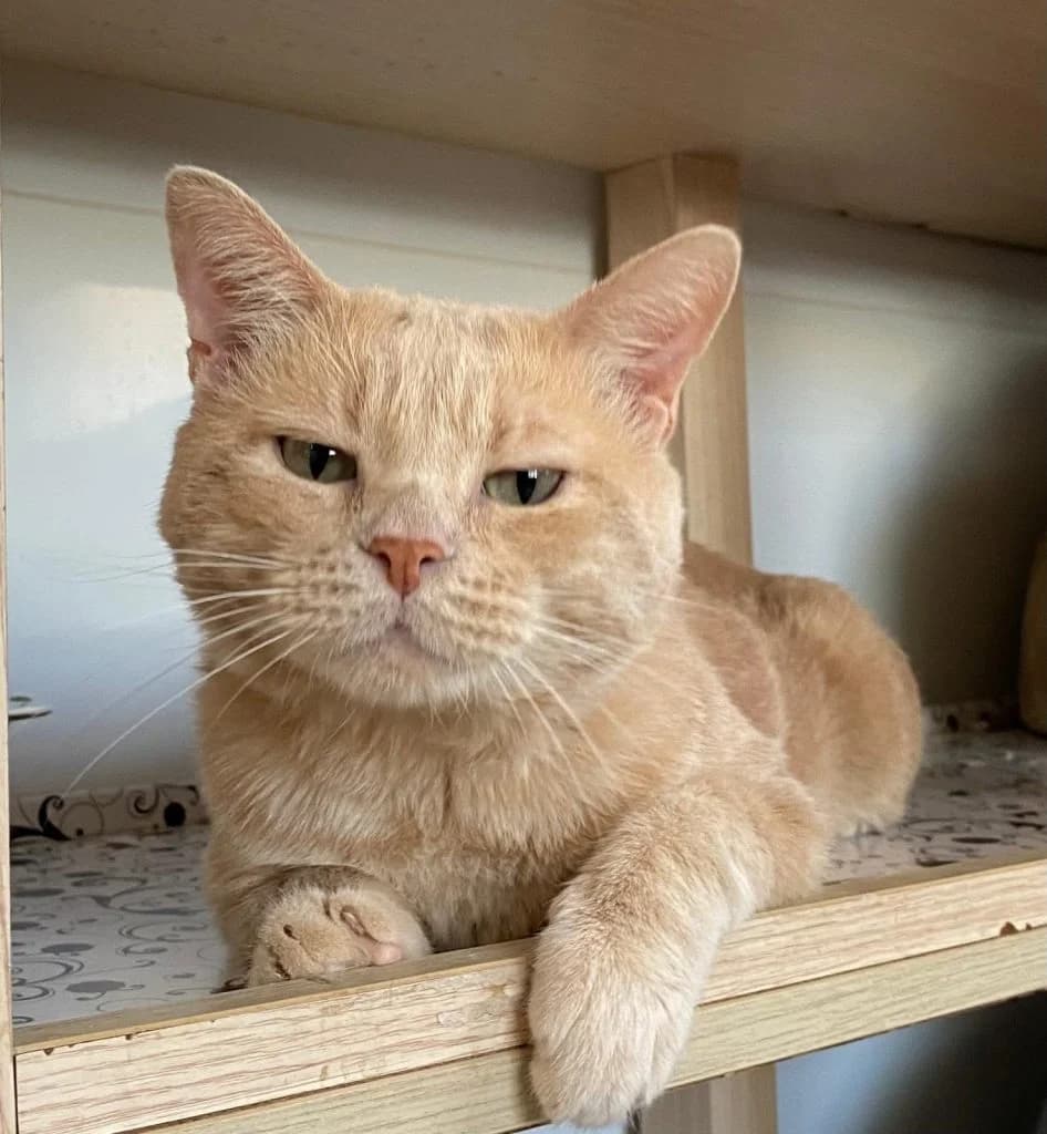 Risketo, male 3yo European Shorthair for adoption at Centro de Protección Animal de Parla
