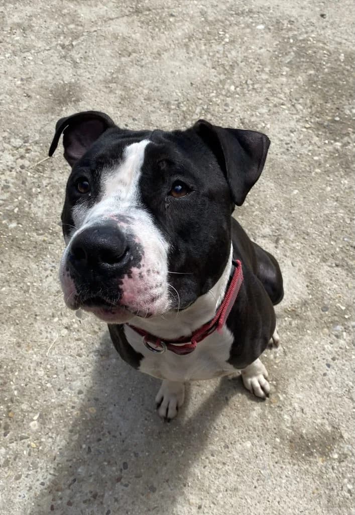 Barto, male young American Staffordshire Terrier for adoption at Centro de Protección Animal de Parla