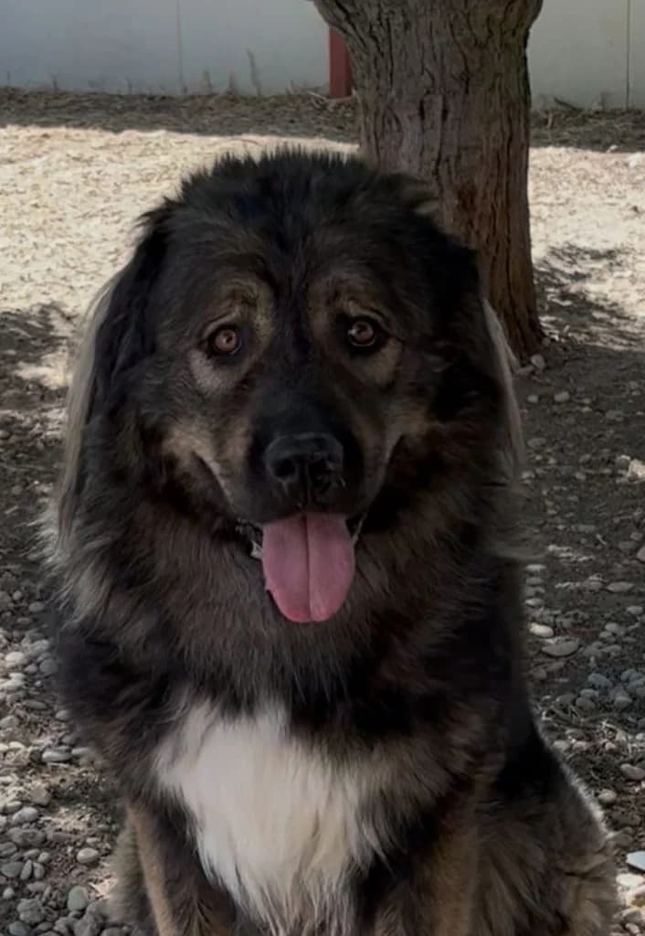 Diamantito, male 3yo mixed breed for adoption at Centro de Protección Animal de Parla