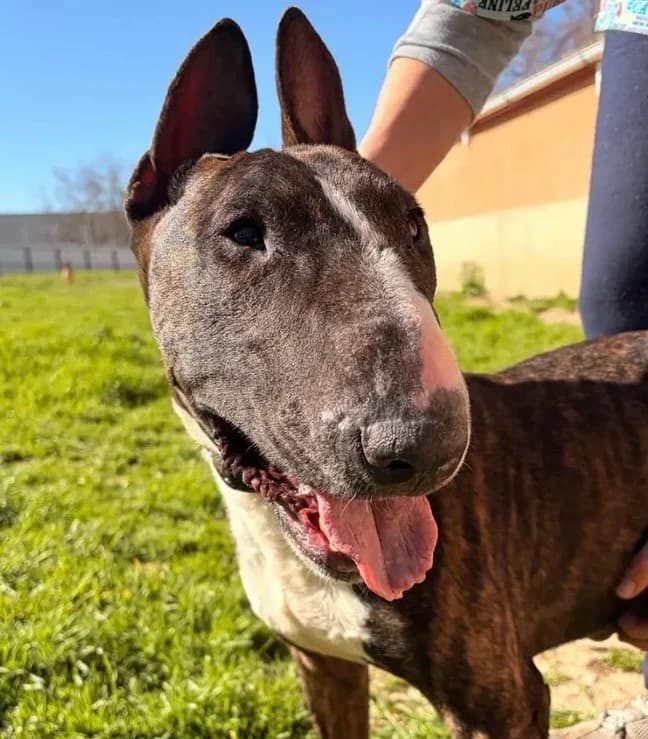 Dino, male senior Bull Terrier for adoption at Centro de Protección Animal de Parla