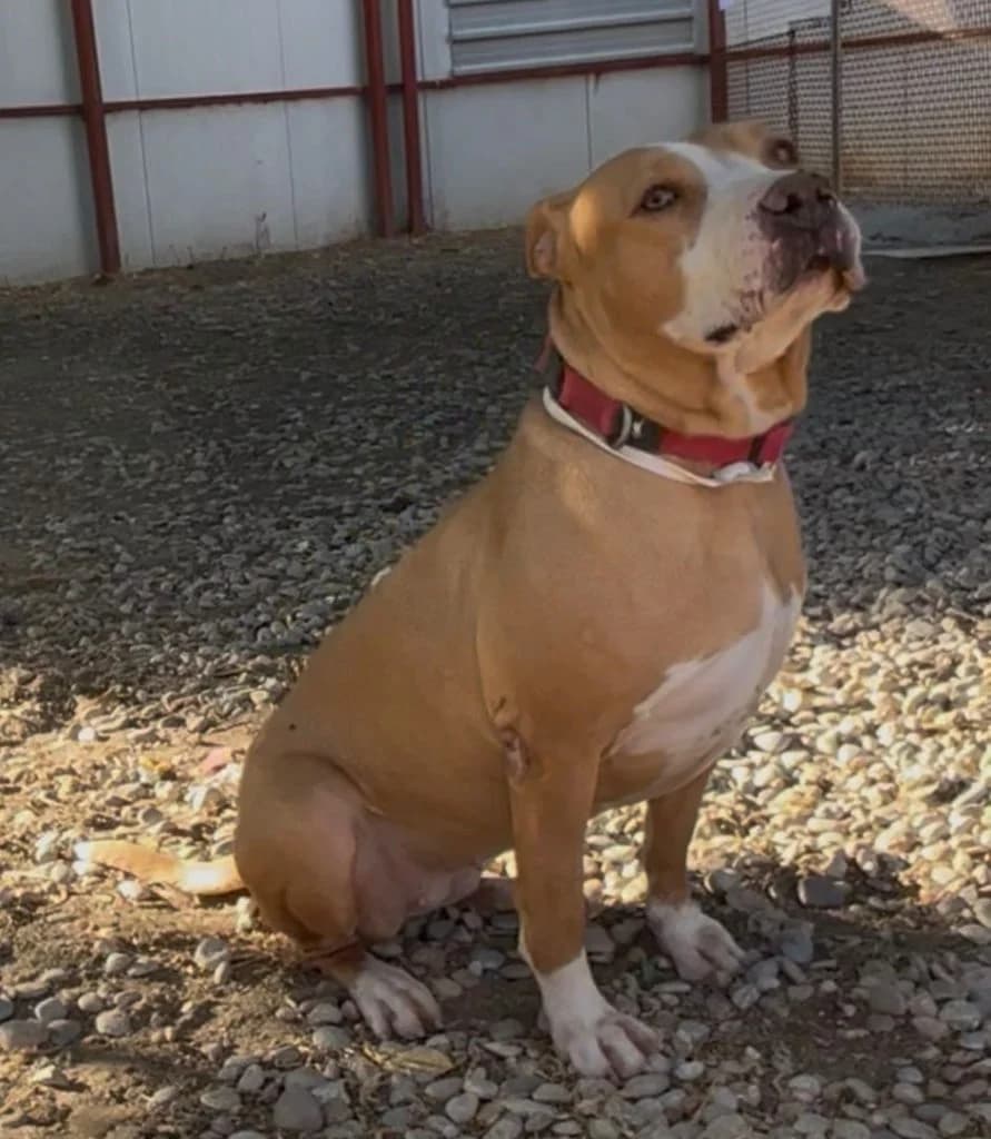 Gucci, female 4yo Mixed Breed Cat for adoption at Centro de Protección Animal de Parla