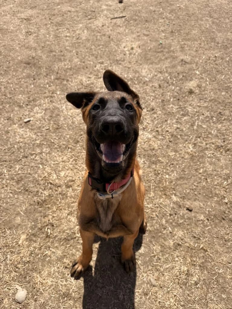 Horus, male puppy Belgian Malinois for adoption at Centro de Protección Animal de Parla