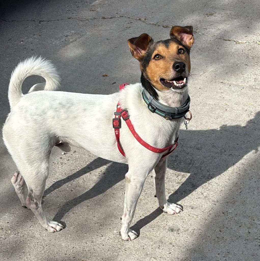Obama, male 5yo mixed breed for adoption at Centro de Protección Animal de Parla