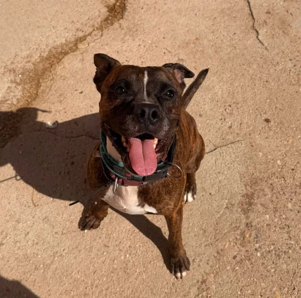 Scooby, male 7yo Mixed Breed for adoption at Centro de Protección Animal de Parla