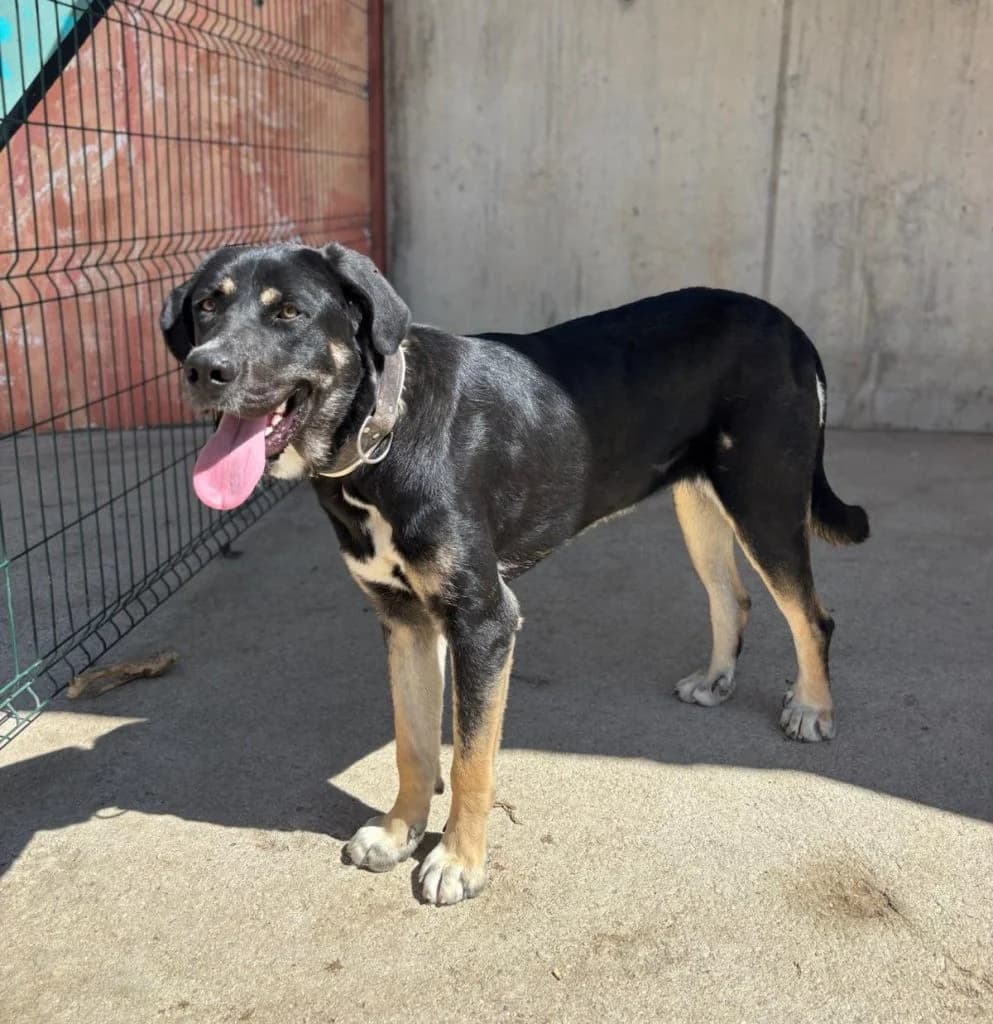 Tina, female young Spanish Mastiff for adoption at Centro de Protección Animal de Parla
