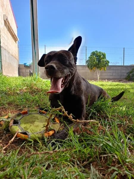 Sick, male Mixed Breed for adoption at Refugio Tierra Blanca