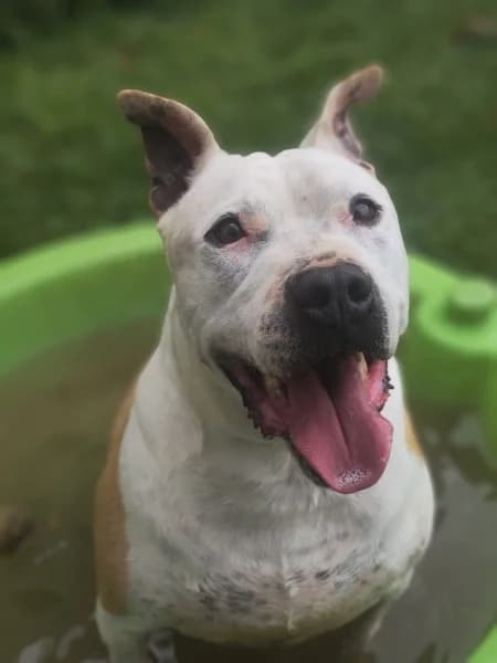 Víctor, male mixed breed for adoption at Refugio Tierra Blanca