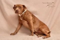 Milikita, female Mixed Breed for adoption at Refugio Tierra Blanca
