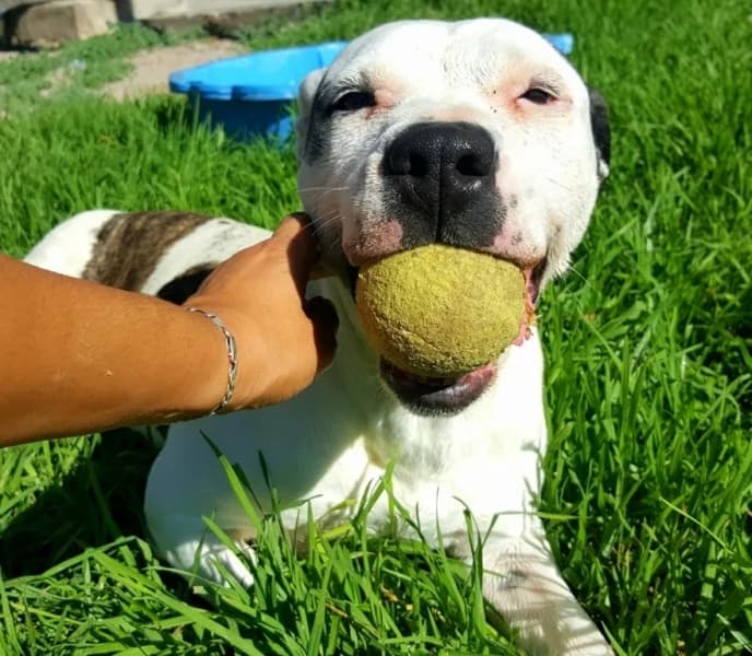 Belli, female mixed breed for adoption at Refugio Tierra Blanca