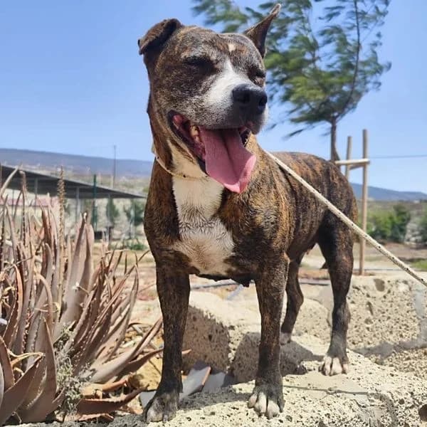 BARRY, female mixed breed for adoption at Refugio Tierra Blanca