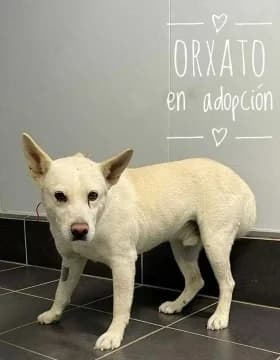 ORXATO, male Mixed Breed for adoption at Refugio Tierra Blanca