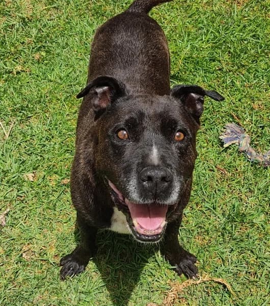 TAYSON, male mixed breed for adoption at Refugio Tierra Blanca
