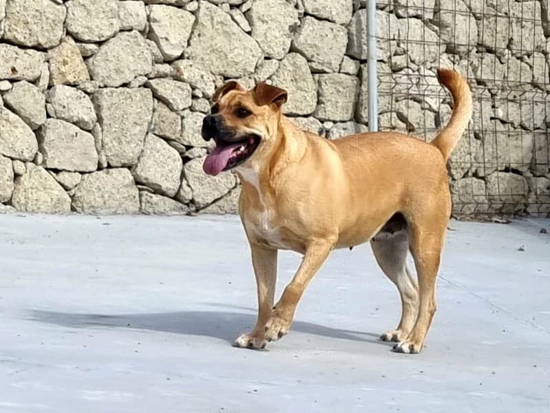 LOLES, female Mixed Breed for adoption at Refugio Tierra Blanca