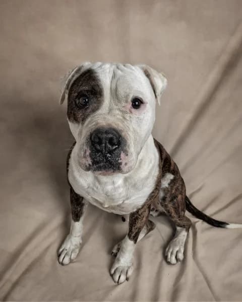 YACO, male mixed breed for adoption at Refugio Tierra Blanca