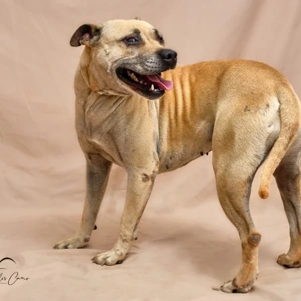 NΓMESIS, female mixed breed for adoption at Refugio Tierra Blanca