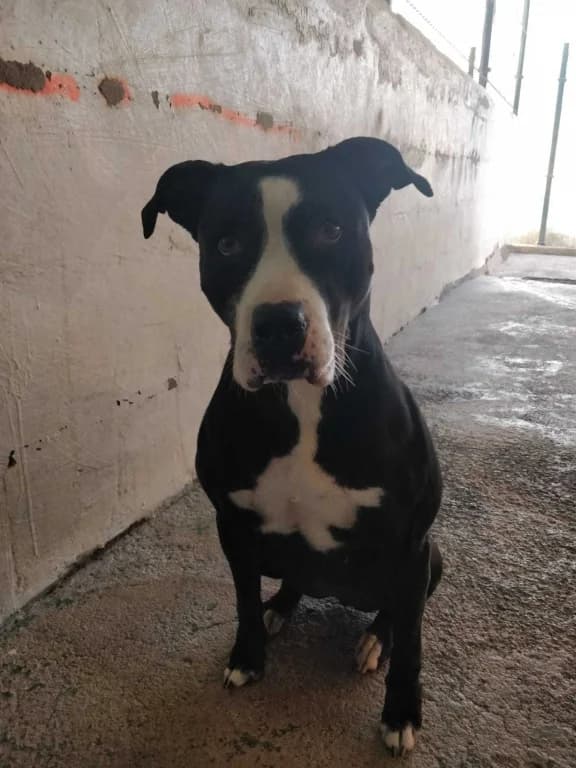 LIA, female mixed breed for adoption at Refugio Tierra Blanca