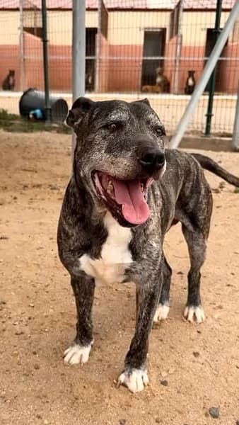 BUDDY, male mixed breed for adoption at Refugio Tierra Blanca