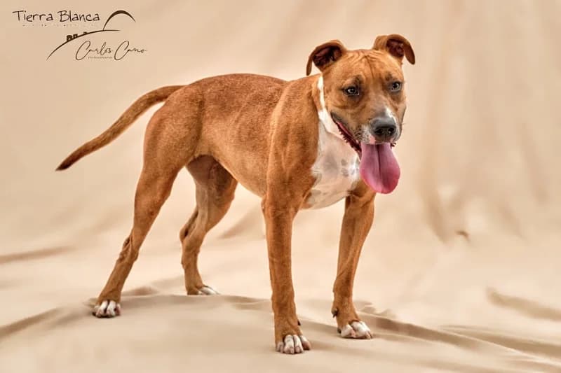 MAKI, female mixed breed for adoption at Refugio Tierra Blanca