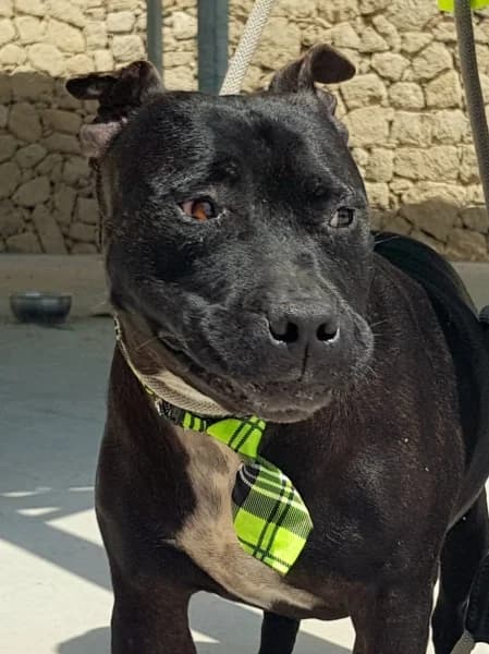 MAMBA NEGRA, male mixed breed for adoption at Refugio Tierra Blanca