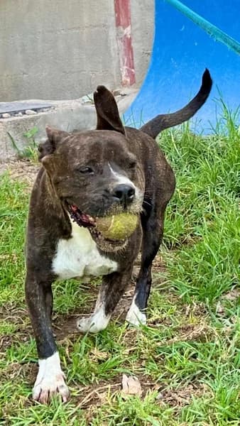NERON, male mixed breed for adoption at Refugio Tierra Blanca
