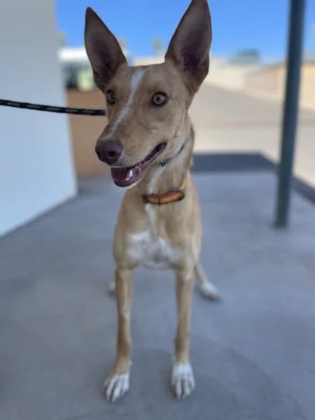 RIMA, female Podenco for adoption at Refugio Tierra Blanca