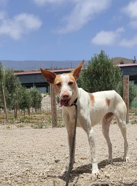POLEO, male Podenco for adoption at Refugio Tierra Blanca