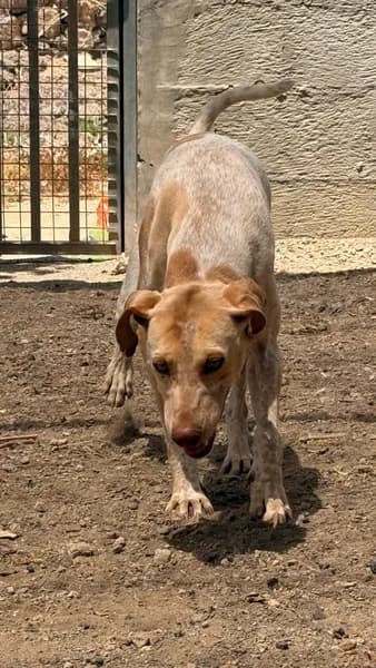 KEKE, male Mixed Breed for adoption at Refugio Tierra Blanca