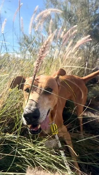 GOOFY, male Podenco for adoption at Refugio Tierra Blanca