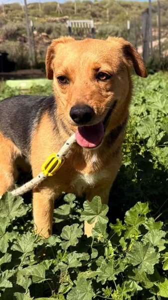 GUS, male Mixed Breed for adoption at Refugio Tierra Blanca