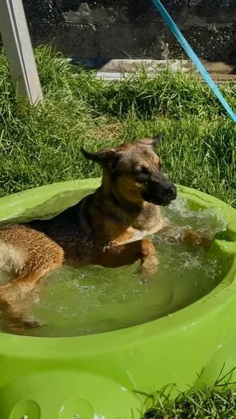 GORDI, female Mixed Breed for adoption at Refugio Tierra Blanca