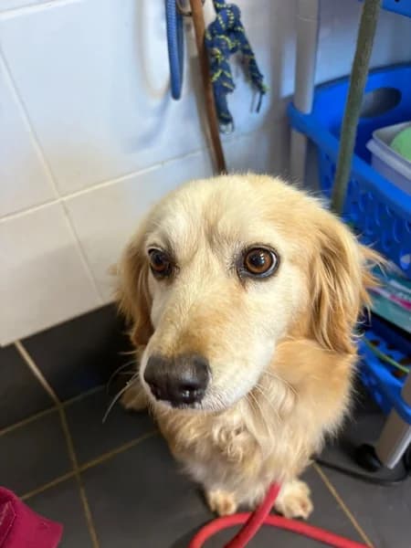 BRANDY, female Mixed Breed for adoption at Refugio Tierra Blanca
