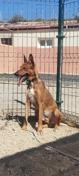 CODY, male Mixed Breed for adoption at Refugio Tierra Blanca