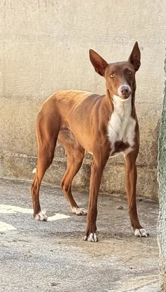 RAVIS, female Mixed Breed for adoption at Refugio Tierra Blanca