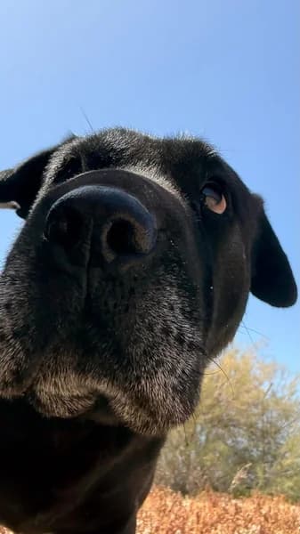 SHARPAY, female Mixed Breed for adoption at Refugio Tierra Blanca