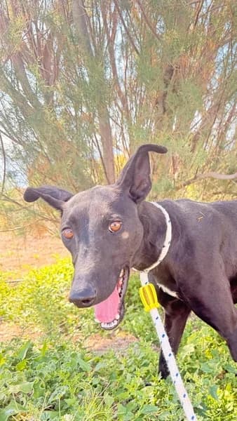 PERLA, female Podenco for adoption at Refugio Tierra Blanca