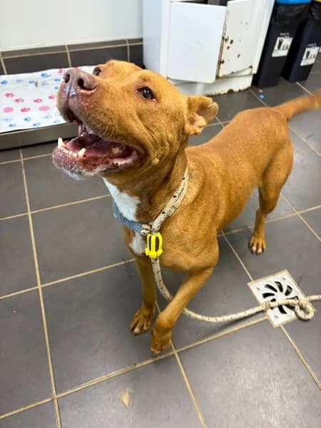JULIA, female mixed breed for adoption at Refugio Tierra Blanca