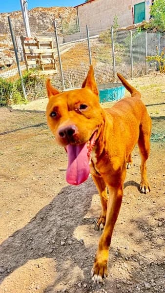 JULIA, female mixed breed for adoption at Refugio Tierra Blanca