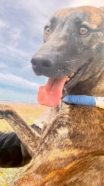 AMANDA, female Mixed Breed for adoption at Refugio Tierra Blanca