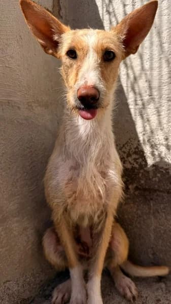 VIOLETA, female Podenco for adoption at Refugio Tierra Blanca