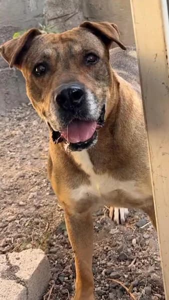 MALI, female Mixed Breed for adoption at Refugio Tierra Blanca