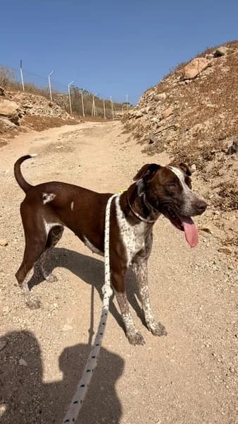 TIRMA, female Podenco for adoption at Refugio Tierra Blanca