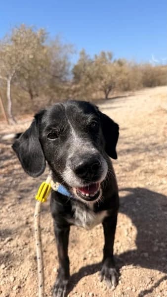 DULCE, female Mixed Breed for adoption at Refugio Tierra Blanca