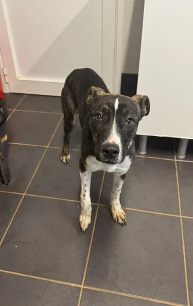 NATA, female Mixed Breed for adoption at Refugio Tierra Blanca