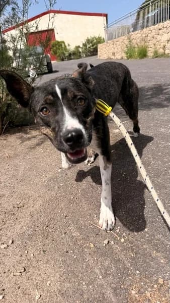 NATA, female Mixed Breed for adoption at Refugio Tierra Blanca
