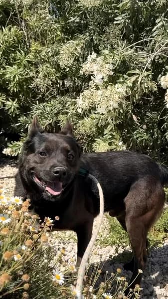 ELLIOT, male Mixed Breed for adoption at Refugio Tierra Blanca